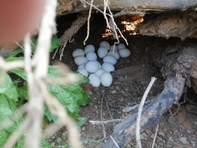 Torchiarolo Casa Serradei מראה חיצוני תמונה